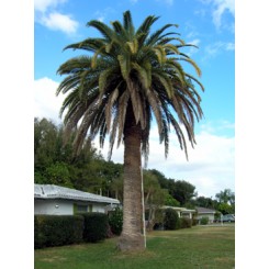 Canary Island Date Palm 24' CT